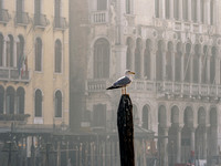 Venice 1