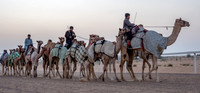 Camel Races
