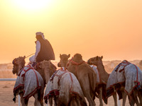 Camel Races