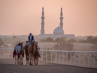 Camel Races