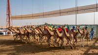 Camel Races