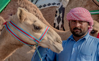 Camel Races