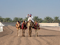 Camel Races