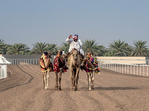 Camel Races