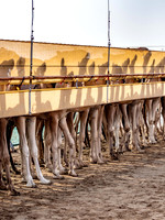 Camel Races