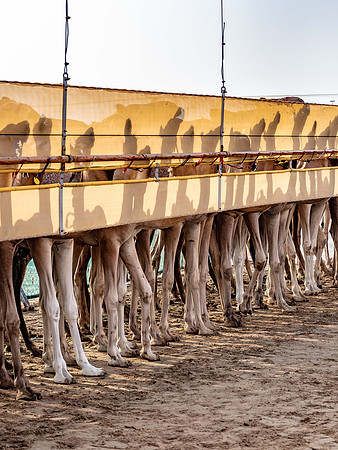 Camel Races