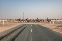 Camel Races