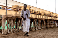Camel Races