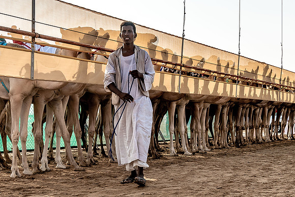 Camel Races