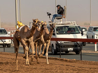 Camel Races
