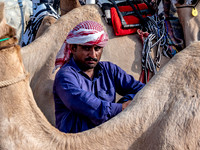 Camel Races
