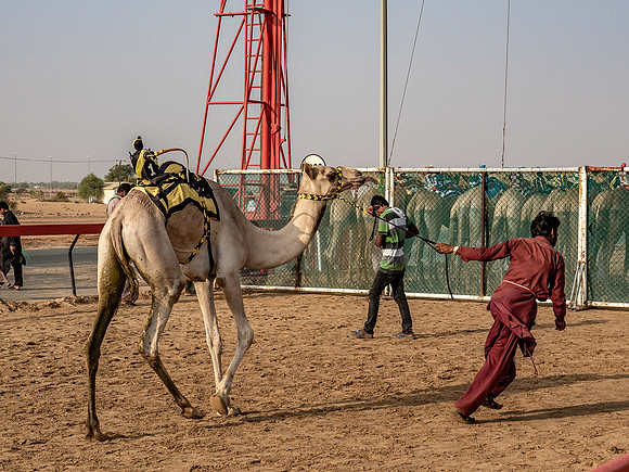 Camel Races