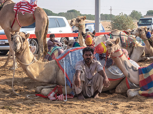 Camel Races